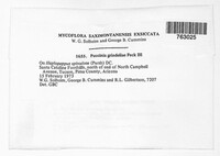 Puccinia grindeliae image